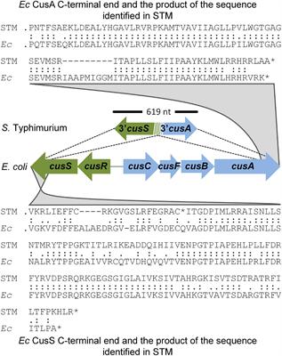Evolution of <mark class="highlighted">Copper Homeostasis</mark> and Virulence in Salmonella